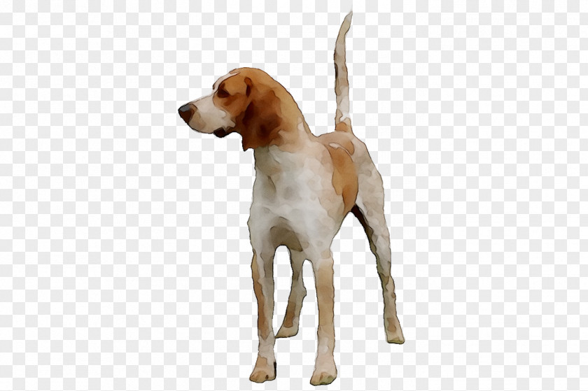 Treeing Walker Coonhound English Foxhound American Beagle-Harrier PNG