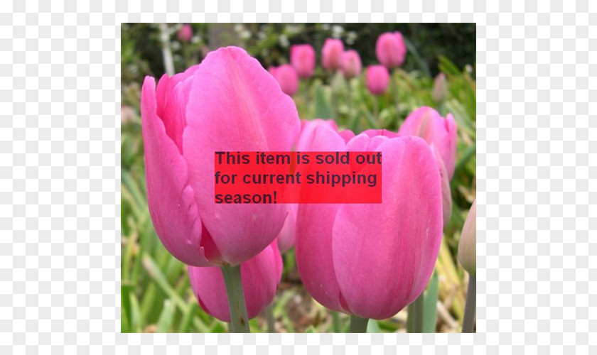 Tulip Peony Plant Stem Bud Pink M PNG