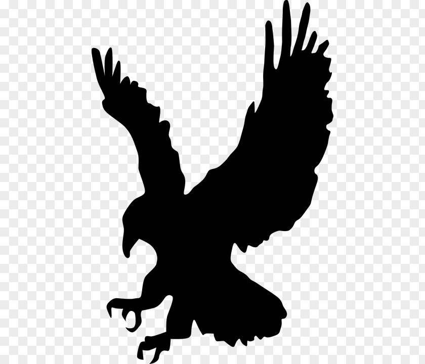 Bird Eagle Silhouette Clip Art PNG