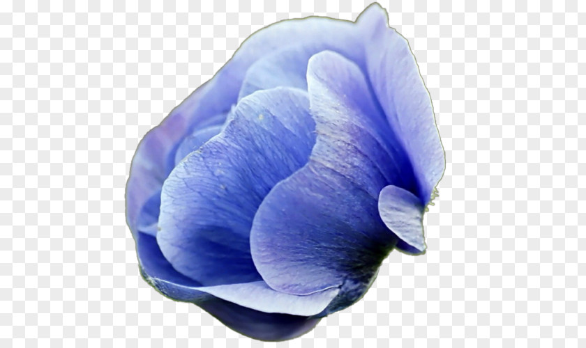 Gaga Desktop Wallpaper Flower Common Daisy Blue PNG