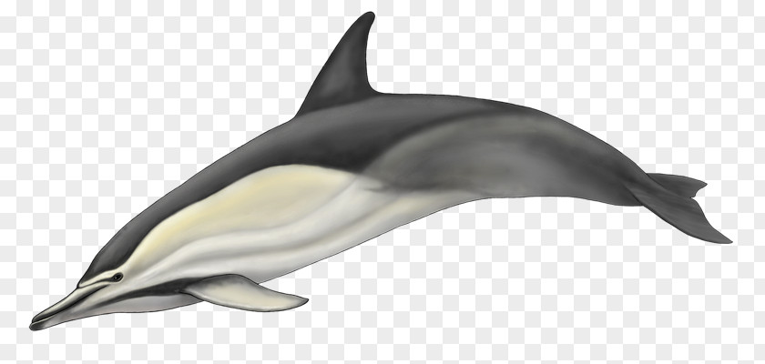 Golfinho Striped Dolphin Short-beaked Common Bottlenose White-beaked Rough-toothed PNG
