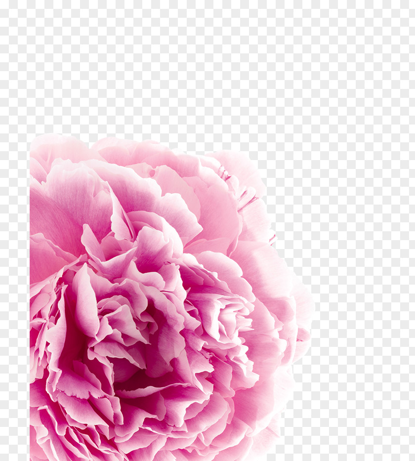 Hair Scalp Loss Rose Shampoo PNG