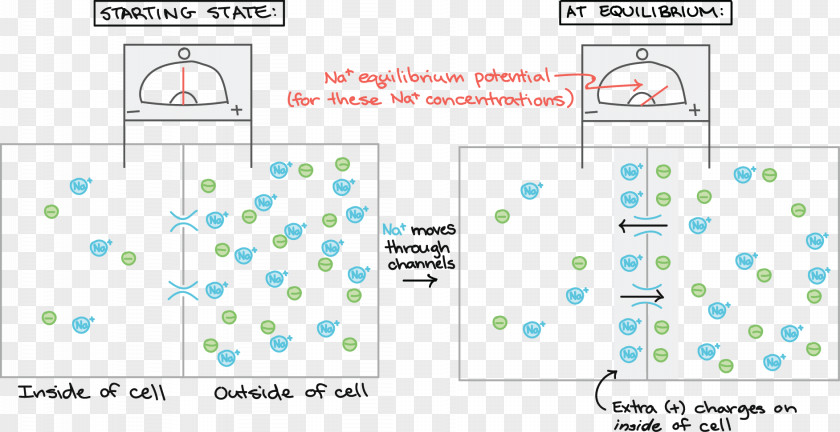 Honda Z50r Cell Membrane Resting Potential Hyperpolarization PNG