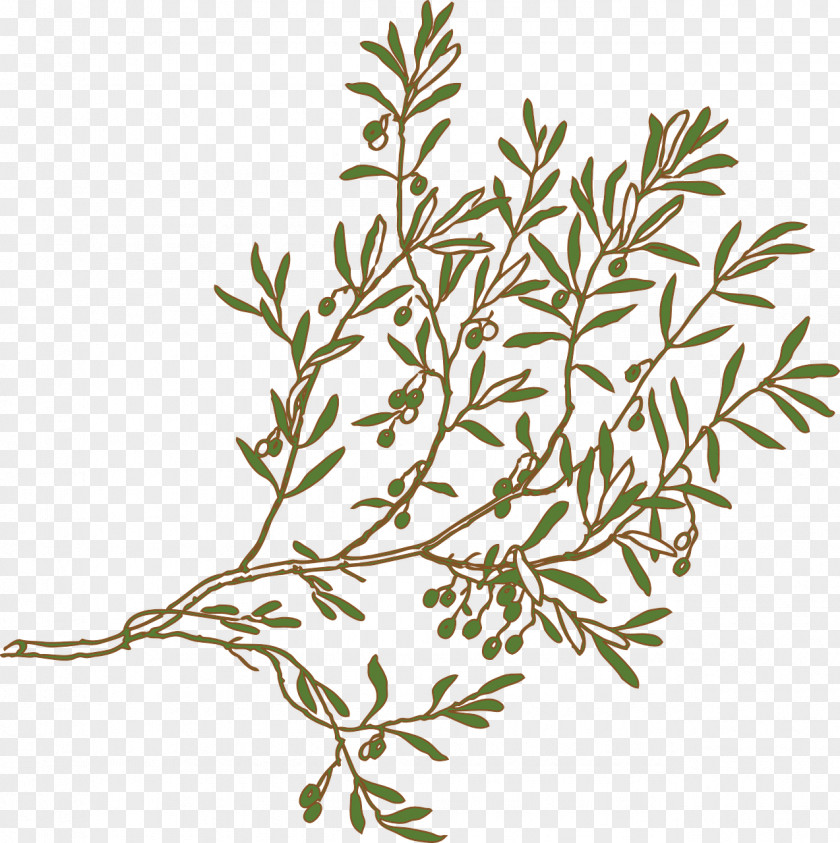 Olive Branch Drawing Clip Art PNG