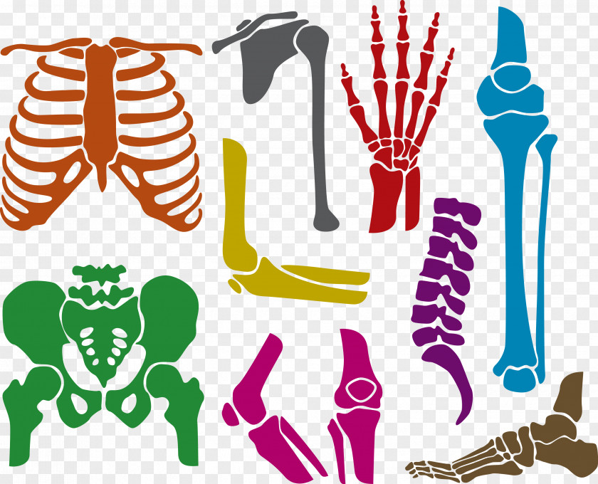 Vector Human Skeleton Bone Euclidean PNG