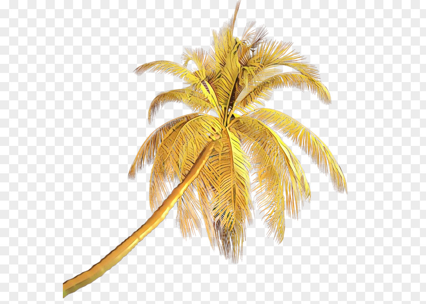 Coconut Fashion Accessory Palm Tree PNG