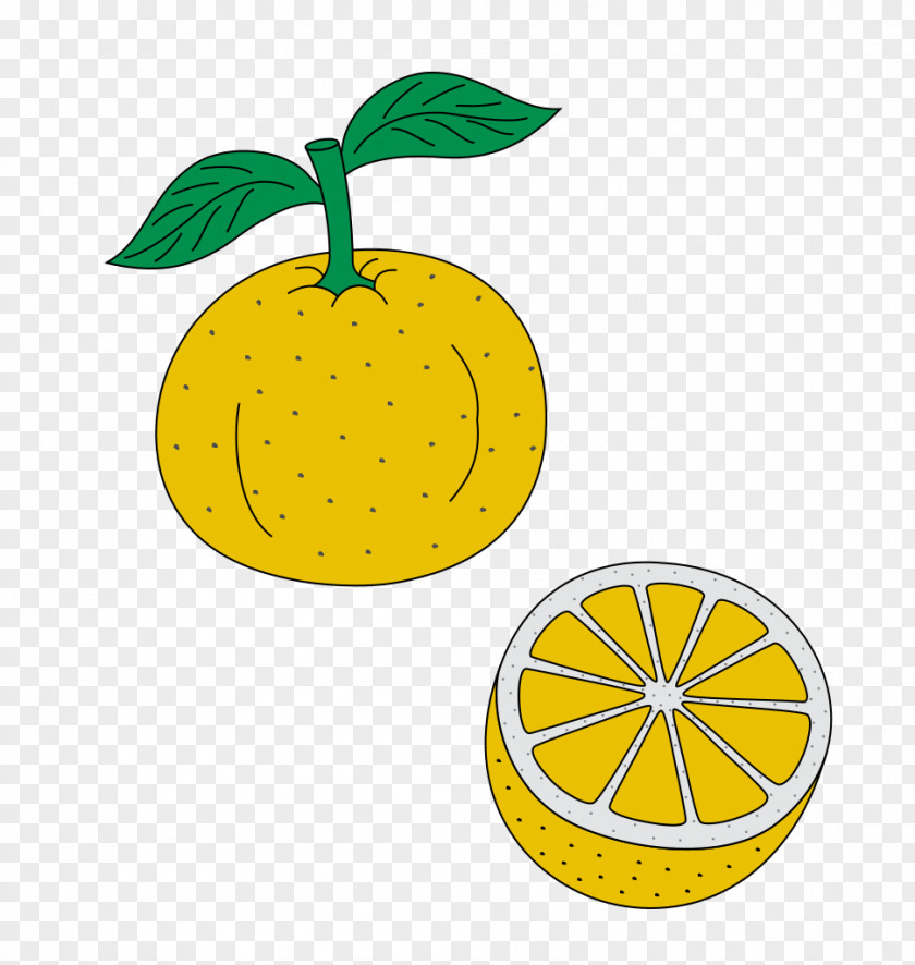 Lemon Citrus Junos Line Clip Art PNG