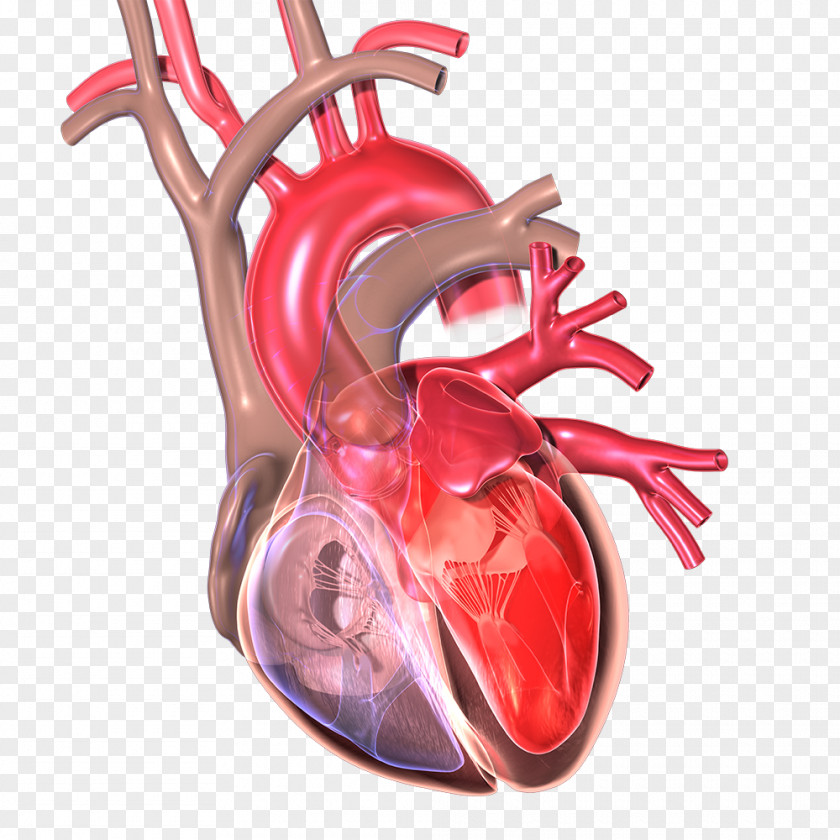 Heart National Heart, Lung, And Blood Institute Myocardial Infarction Cardiac Arrest PNG