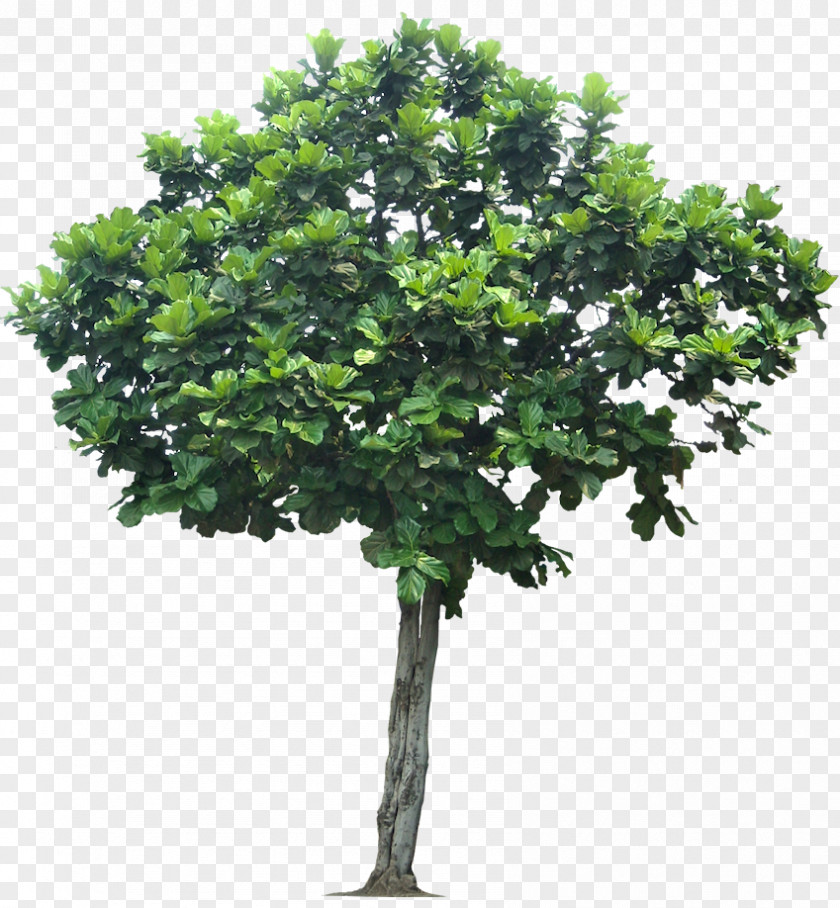 Jungle Tree Transparent Fiddle-leaf Fig Weeping PNG