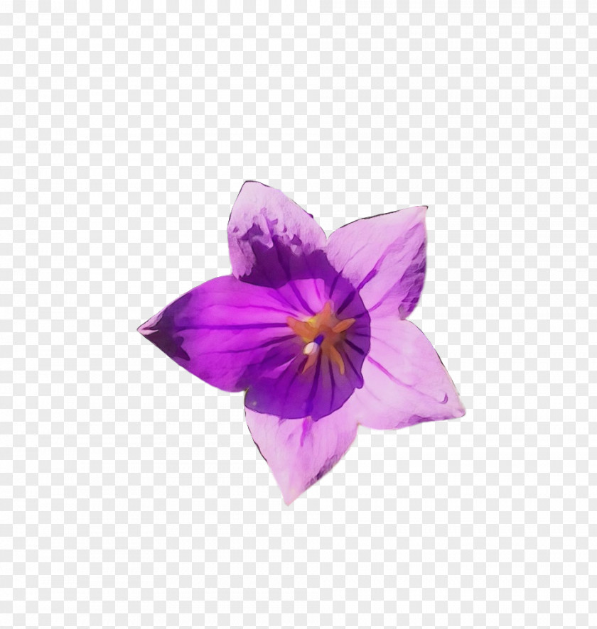 Lavender PNG