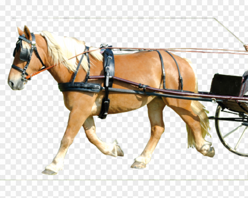 Sellette Shetland Pony Horse Harnesses Combined Driving Breastplate PNG
