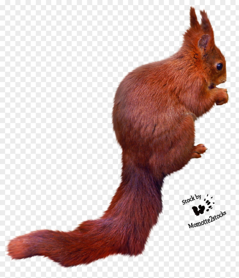 Squirrel Free Images Download PNG