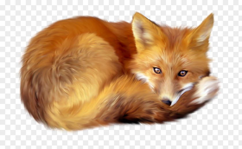 Yellow Fox Red Clip Art PNG