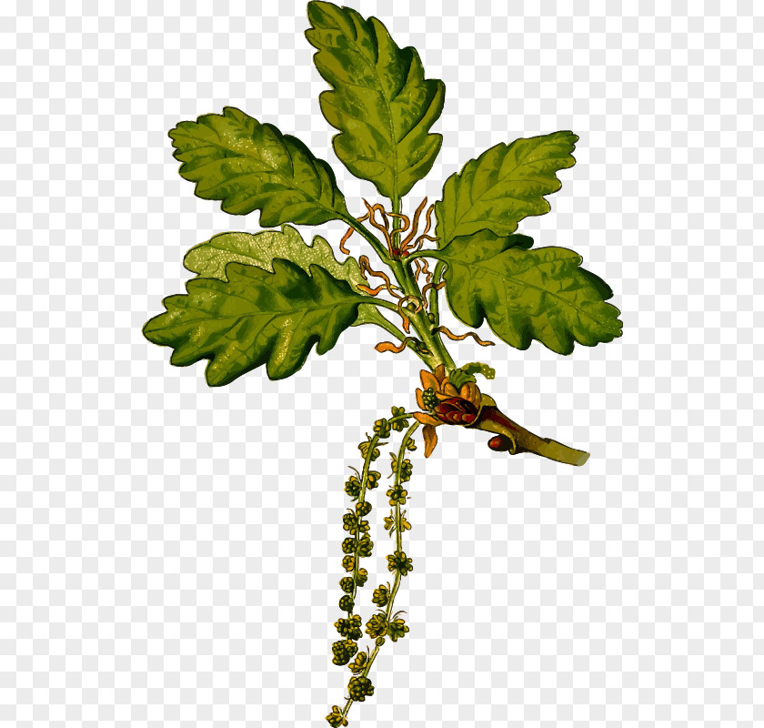 Acorn Sessile Oak English Botany Botanical Illustration PNG