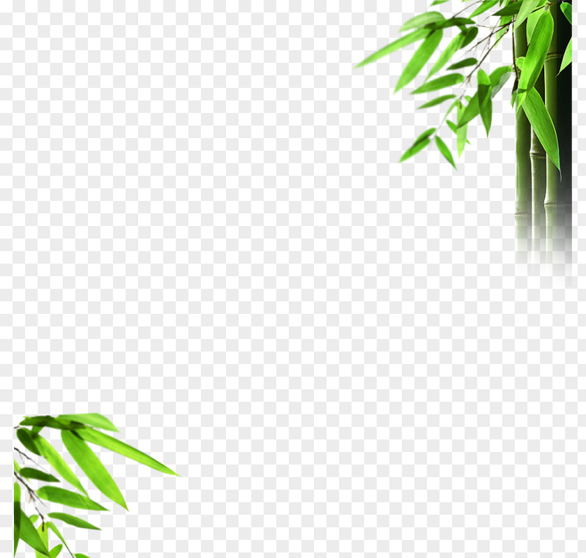 Bamboo Light Mural Wallpaper PNG