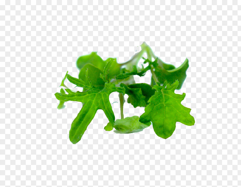 Kale Leaf Vegetable Lettuce Herb PNG