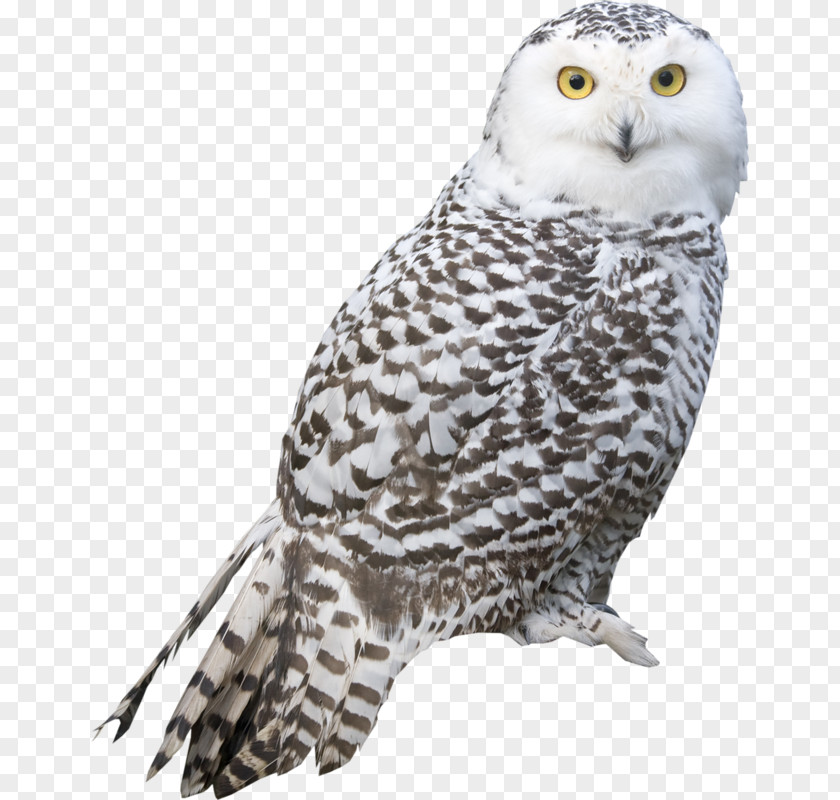 Owl Snowy Bird PNG