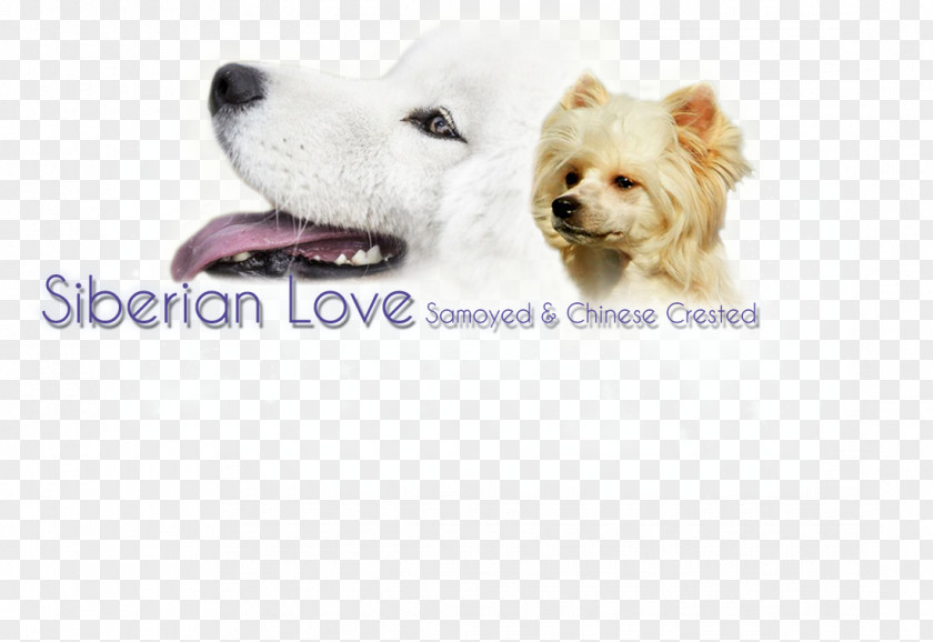Puppy Dog Breed West Highland White Terrier Companion Sporting Group PNG