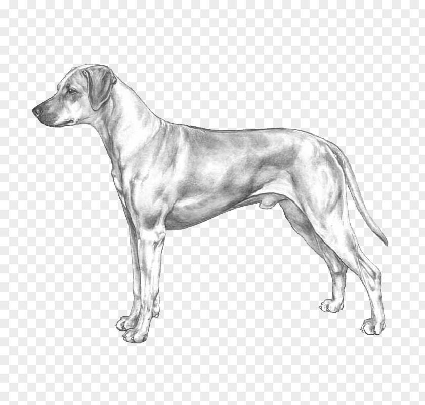 Rhodesian Ridgeback Cartoon Dog Breed Ariegeois Basset Bleu De Gascogne Retriever PNG