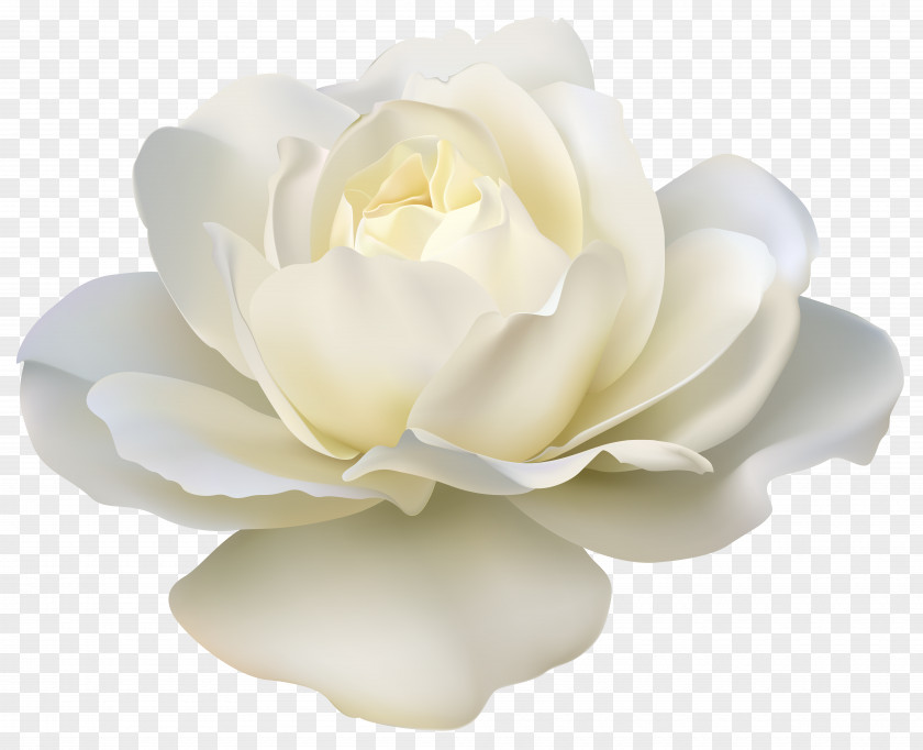 Beautiful White Rose Image Clip Art PNG