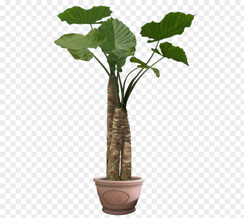 Bonsai Cartoon Houseplant Stock Photography Flowerpot Image Illustration PNG
