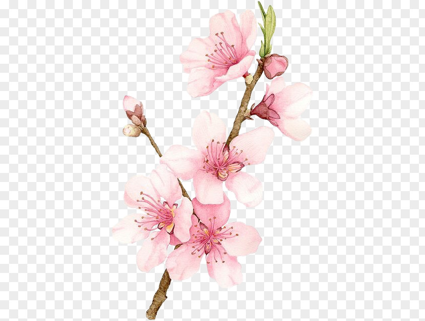 Cherry Blossom Watercolor Painting Drawing PNG