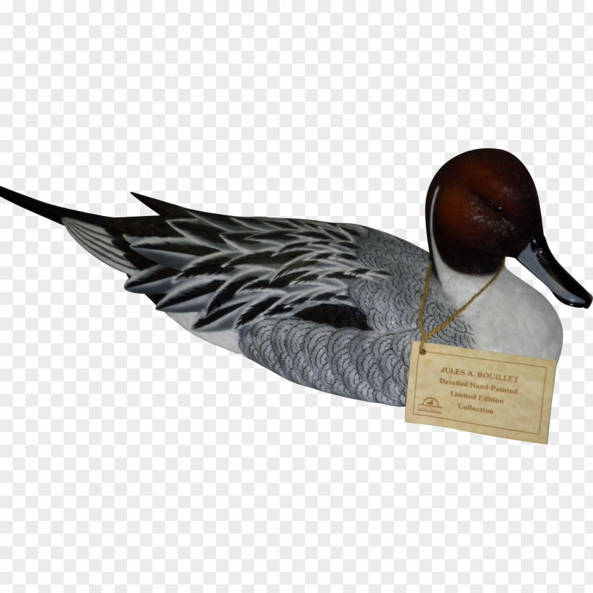 Duck Goose Feather Beak PNG