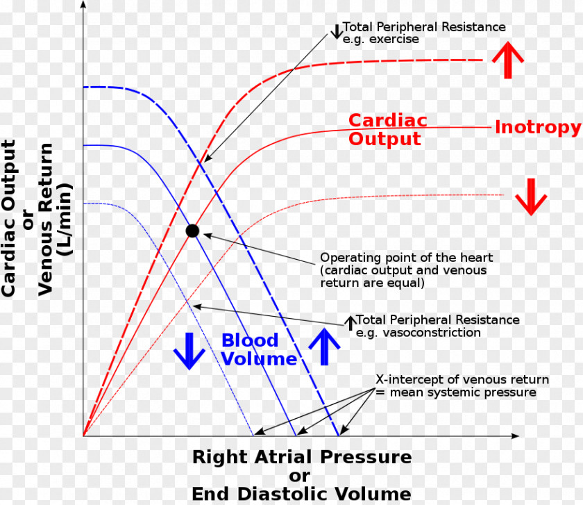 Heart Frank–Starling Law Stroke Volume End-diastolic Cardiology Ventricular Remodeling PNG