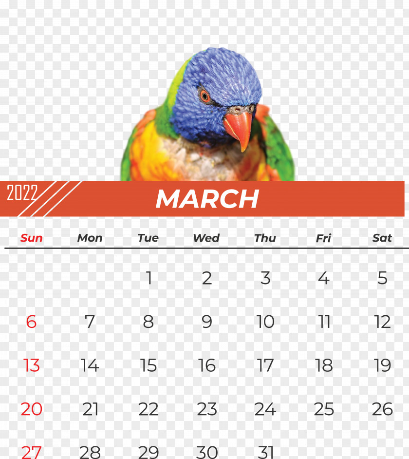 Parrots Birds Budgerigar Loriini PNG