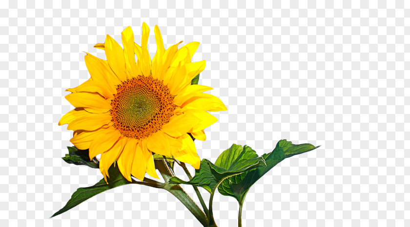 Sunflower Murder Of Allison Baden-Clay Photographic Film Common Kodak Court PNG