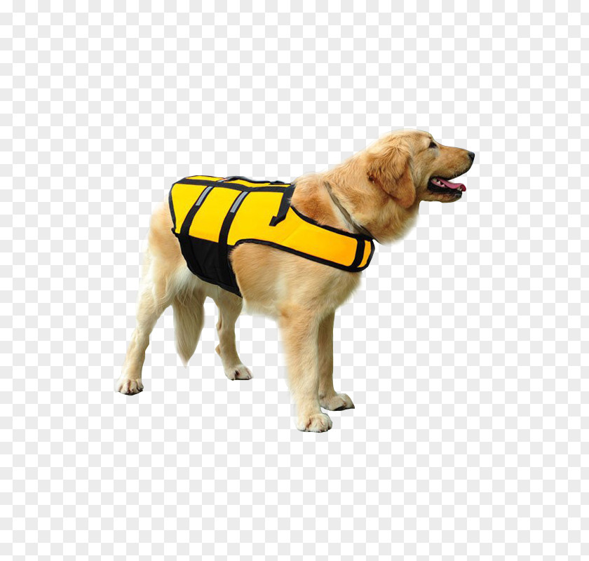Dog Breed Life Jackets Puppy Companion PNG