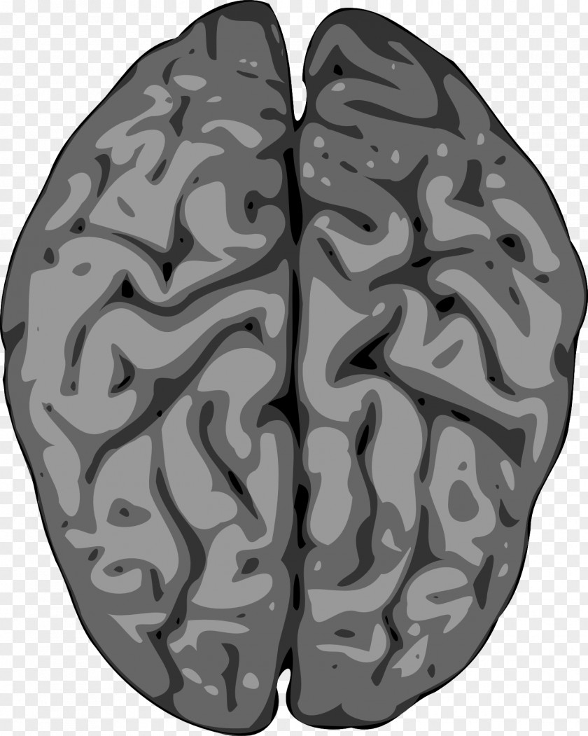 Brain Human Grey Matter Clip Art PNG