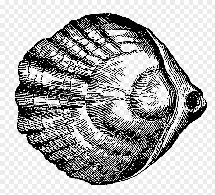 Seashell Snail Gastropods Conchology Invertebrate PNG