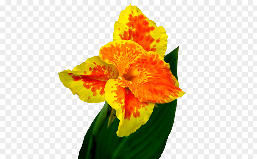 Cannabis Pictures Canna Indica Flower PNG