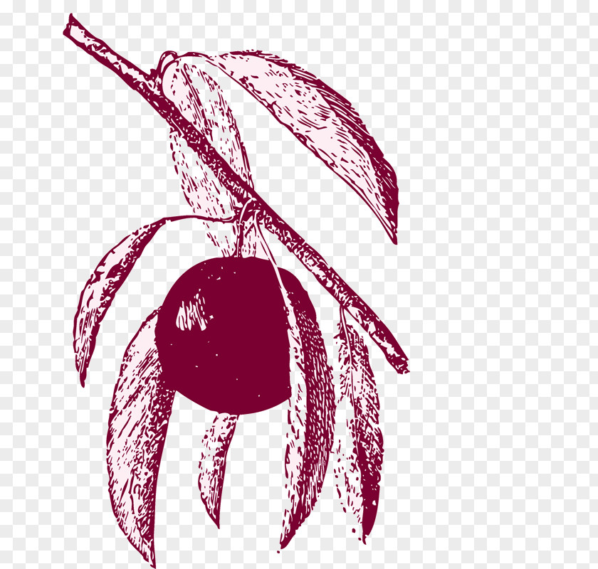Cherry Fruit Auglis PNG