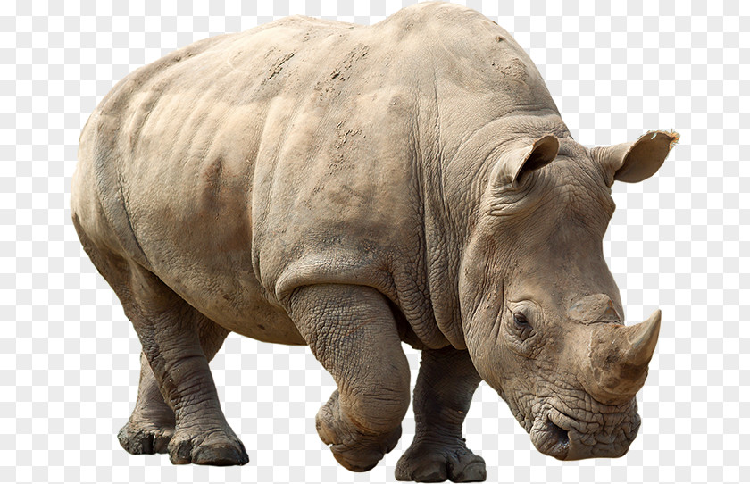 Rhino Northern White Rhinoceros Spider-Man Javan PNG