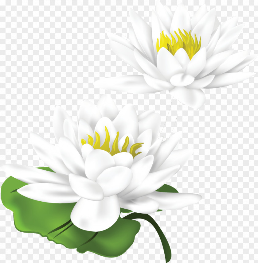 Vector Lotus Nelumbo Nucifera Euclidean PNG