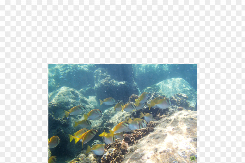 Water Coral Reef Fish Underwater Sea PNG