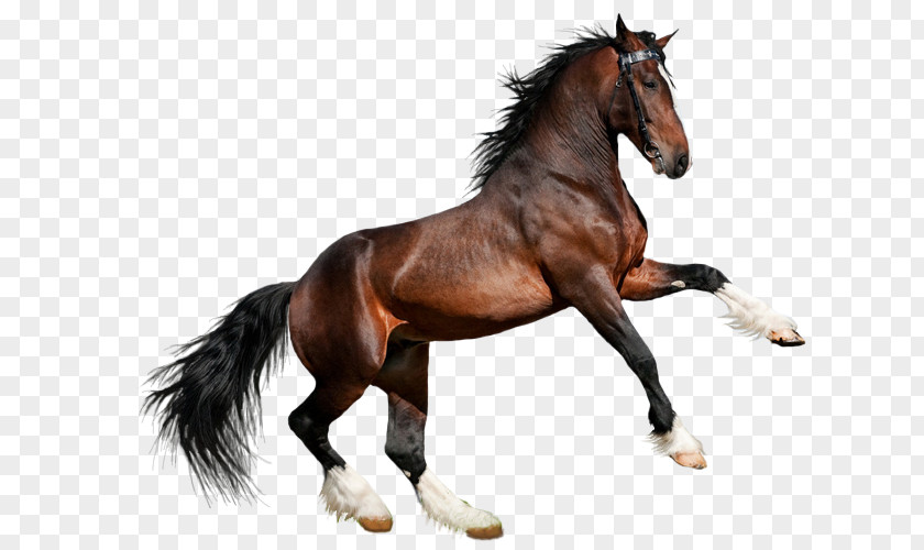 Arabian Horse Clydesdale Akhal-Teke Friesian American Quarter PNG