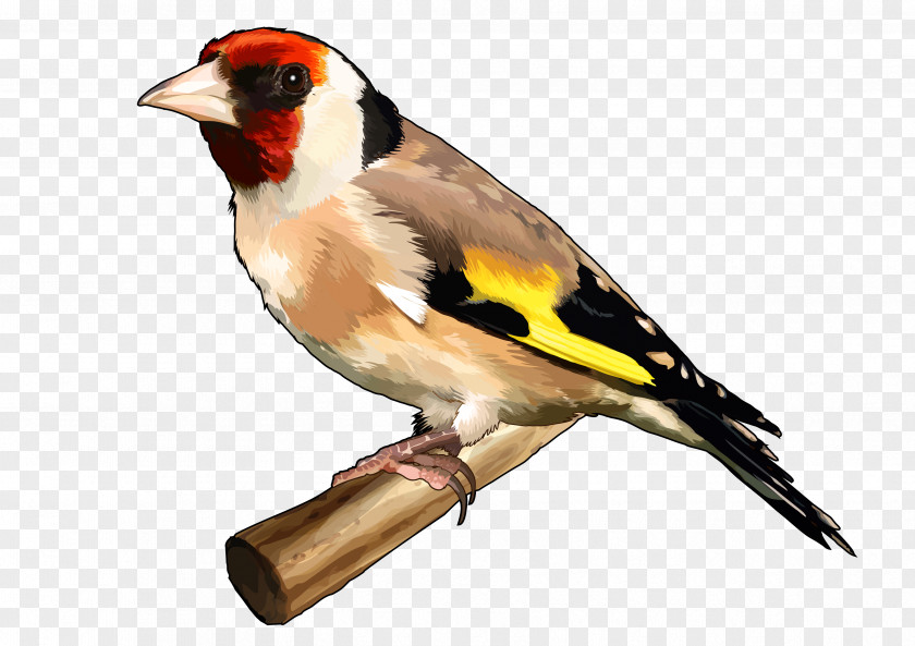 Bird The Goldfinch European Finches Drawing PNG