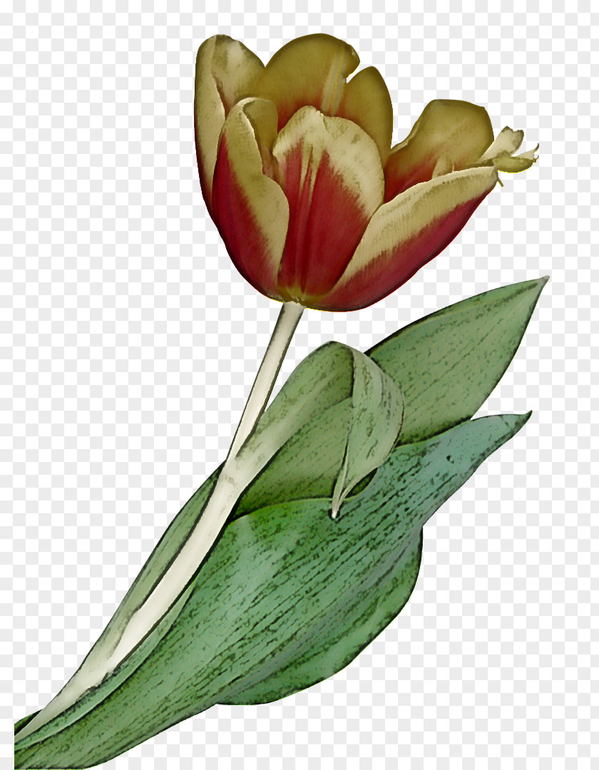 Flower Plant Tulip Petal Leaf PNG