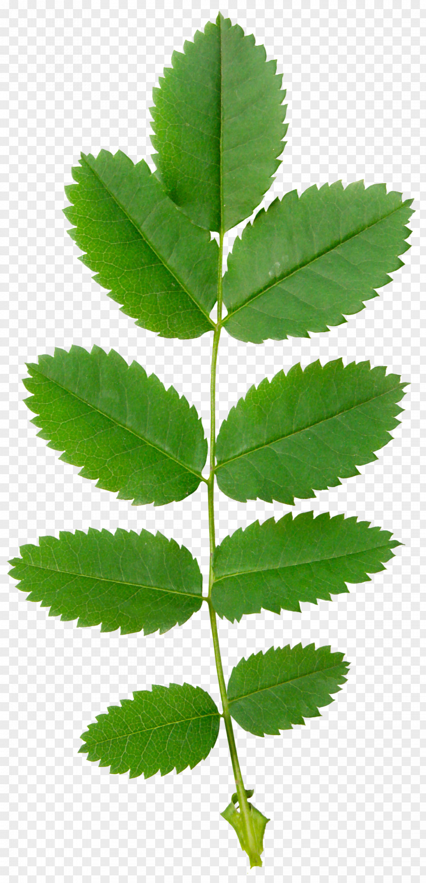 Green Leaves Leaf Plant Stem Blog Spring RSS PNG