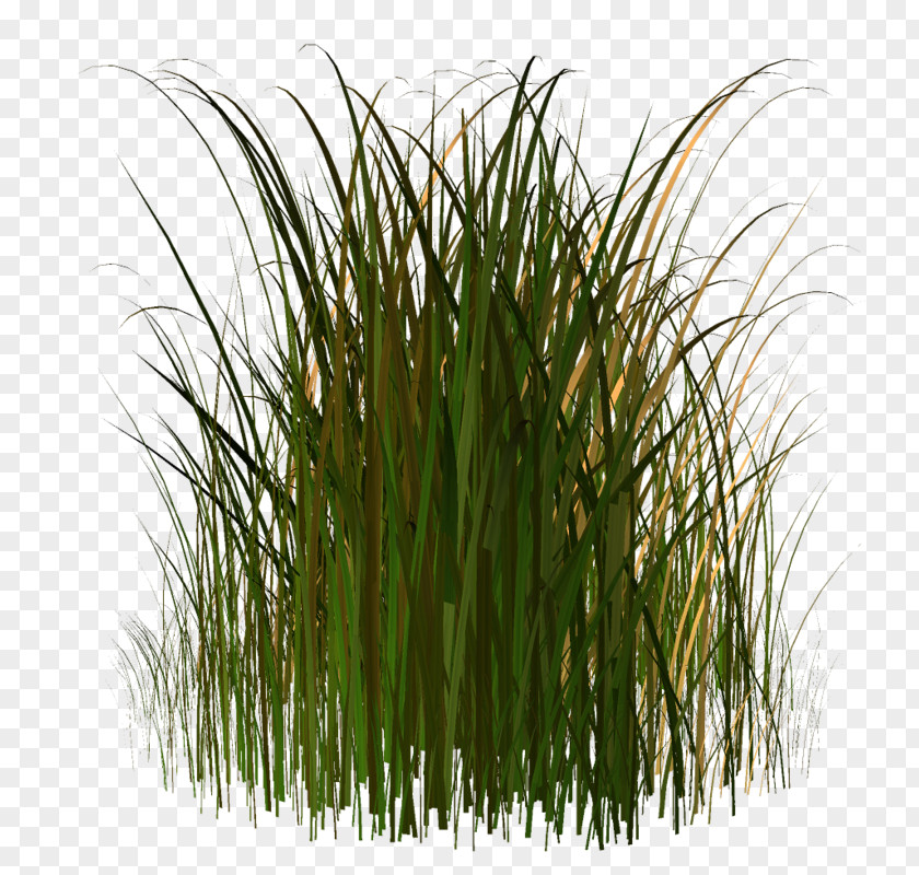 Herbaceous Plant Grass Clip Art PNG