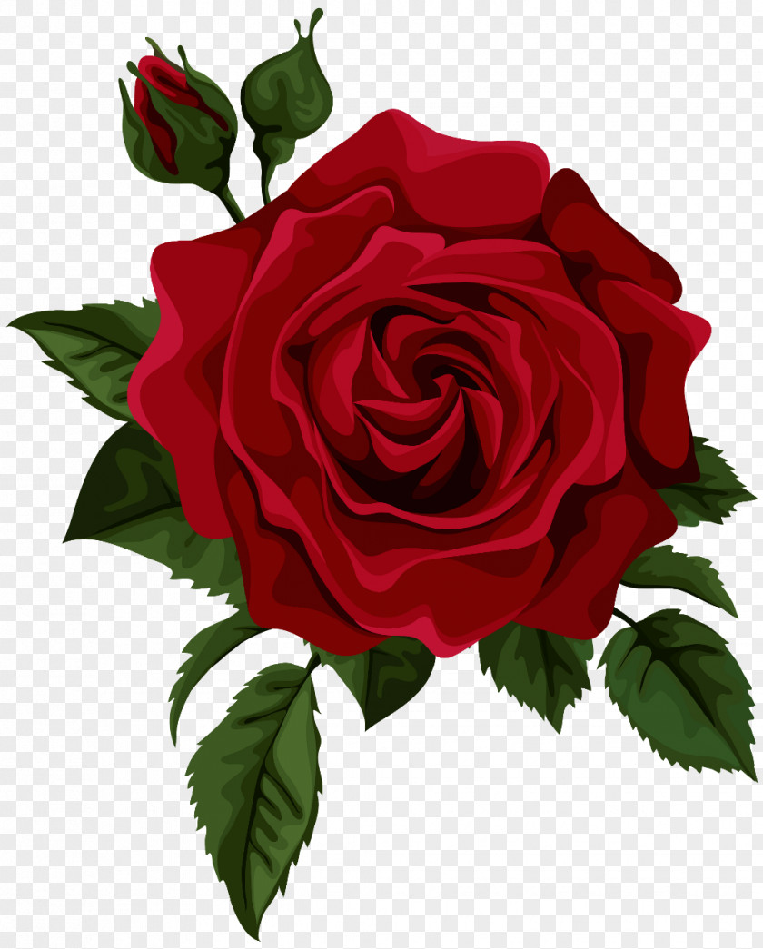June Roses Vector Graphics Clip Art Illustration Royalty-free Image PNG
