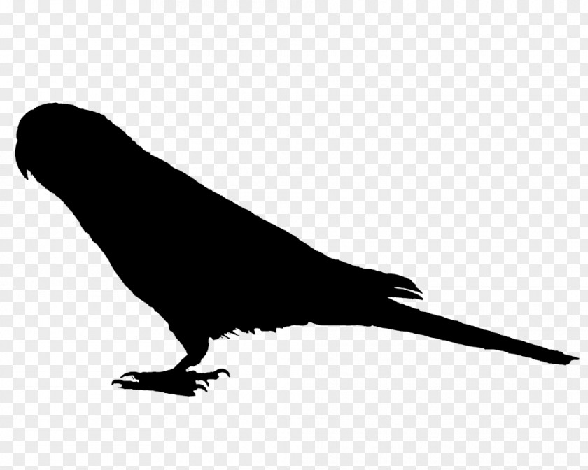 Vector Graphics Image AcFun Sparrow Silhouette PNG