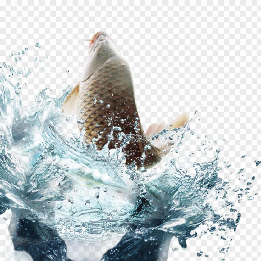 Carp Swimming Fish Water Euclidean Vector PNG