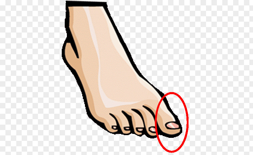 Cram Clipart Foot Human Body Toe Hand Clip Art PNG