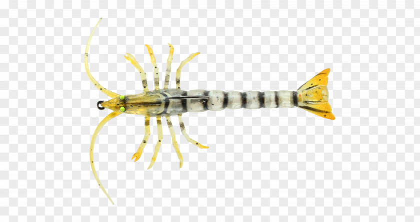 Mantis Shrimp Ranged Weapon Tail Invertebrate Fish PNG