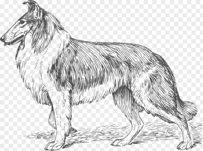 3d Dog Rough Collie Border Smooth Bloodhound Puppy PNG