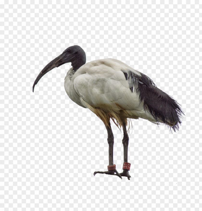 Animal Brush Australian White Ibis Bird Crane American PNG